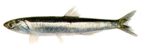 Engraulis anchoita, Argentine anchoita: fisheries
