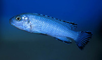 Pseudotropheus socolofi, Pindani: aquarium