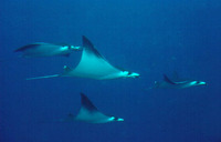 Mobula thurstoni, Smooth-tail mobula: fisheries