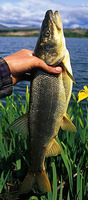 Ptychocheilus oregonensis, Northern pikeminnow: gamefish, aquarium