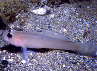 Rhinogobiops nicholsii, Blackeye goby: aquarium