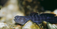 Gobiosoma bosc, Naked goby: