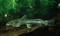 Amphilius uranoscopus, Stargazer mountain catfish: fisheries, aquarium