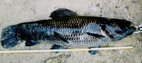 Hoplias macrophthalmus, Giant trahira: fisheries