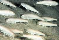 Upeneus francisi, :