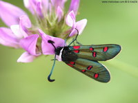 Zygaena rhadamanthus