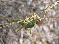 Ephippiger discoidalis