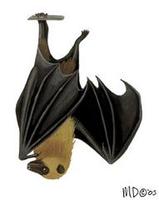 Image of: Pteropus rufus (Madagascan flying fox)