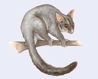 Image of: Trichosurus vulpecula (silver-gray brushtail possum)