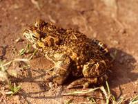 Bufo viridis - European Green Toad