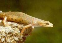 Triturus vulgaris - Smooth Newt