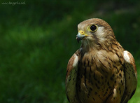 Falco tinnunculus tinnunculus