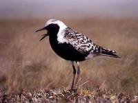 Pluvialis squatarola - Grey Plover