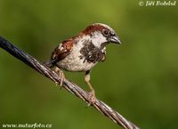 Passer domesticus - House Sparrow