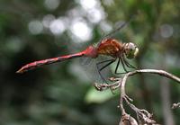 Image of: Sympetrum obtrusum