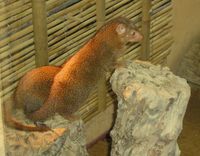 Helogale parvula - Dwarf Mongoose