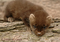 Martes martes - European Pine Marten