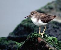 Image of: Actitis macularius (spotted sandpiper)