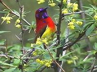 Image of: Aethopyga gouldiae (Gould's sunbird)