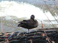 Image of: Anas rubripes (American black duck)