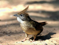 Image of: Criniger pallidus (puff-throated bulbul)