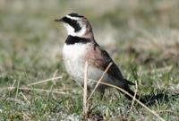 Image of: Eremophila alpestris (horned lark)