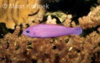 Pseudochromis porphyreus - Magenta Dottyback