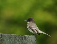 Image of: Sayornis phoebe (eastern phoebe)