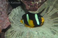 Amphiprion clarkii - Yellowtail clownfish