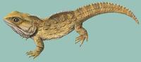 Image of: Sphenodon guntheri