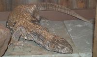 Image of: Varanus exanthematicus (Bosc's monitor)