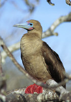 Photo: A red-footed booby on a tree branch