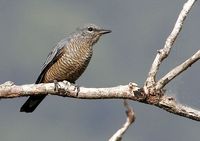 Sulawesi Cicadabird - Coracina morio