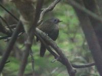 Grey-bellied Wren Babbler - Spelaeornis reptatus