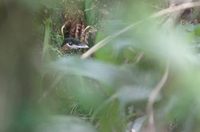 Black-crowned Antpitta (Pittasoma michleri) photo