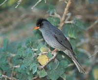 Madagascar Bulbul (Hypsipetes madagascariensis) photo