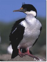 Imperial Shag - Phalacrocorax atriceps