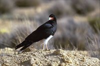 Mountain Caracara - Phalcoboenus megalopterus