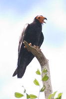 Black Caracara - Daptrius ater