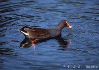 Dusky Moorhen - Gallinula tenebrosa