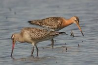 Bar-tailed Godwit - Limosa lapponica