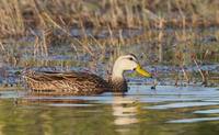 Mottled Duck (Anas fulvigula) photo