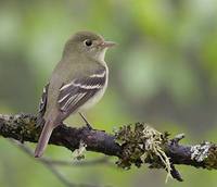 Yellow-bellied Flycatcher (Empidonax flaviventris) photo