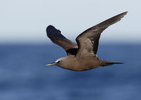 Brown Noddy (Anous stolidus) photo