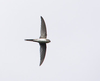 Fork-tailed Palm-Swift (Tachornis squamata) photo