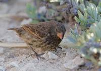 Sharp-beaked Ground-Finch (Geospiza difficilis) photo