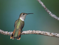 Bahama Woodstar (Calliphlox evelynae) photo