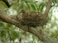 Common Bronzewing - Phaps chalcoptera