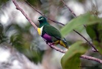 Yellow-bibbed Fruit-Dove - Ptilinopus solomonensis