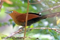 Raffles' Malkoha - Phaenicophaeus chlorophaeus